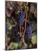 Cabernet Sauvignon Grapes in Vineyard, Wine Country, California, USA-null-Mounted Photographic Print