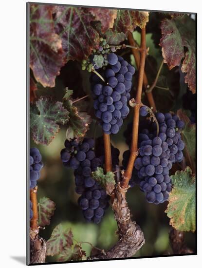 Cabernet Sauvignon Grapes in Vineyard, Wine Country, California, USA-null-Mounted Photographic Print