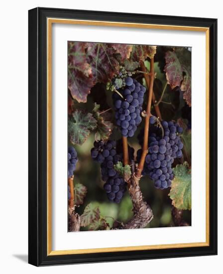 Cabernet Sauvignon Grapes in Vineyard, Wine Country, California, USA-null-Framed Photographic Print