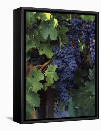 Cabernet Sauvignon Grapes in Vineyard, Wine Country, California, USA-null-Framed Premier Image Canvas