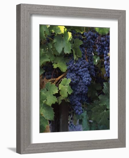 Cabernet Sauvignon Grapes in Vineyard, Wine Country, California, USA-null-Framed Photographic Print