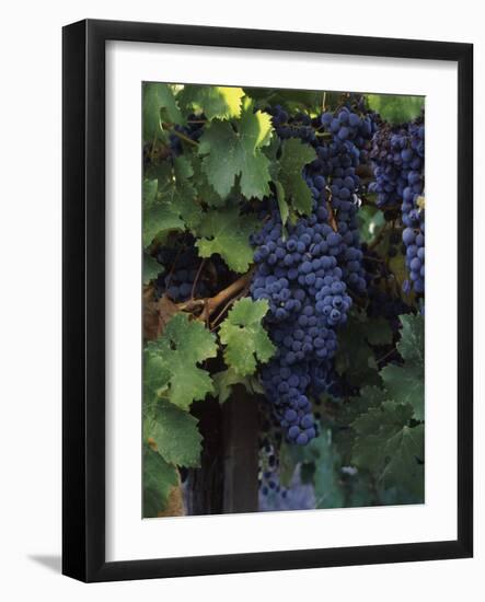 Cabernet Sauvignon Grapes in Vineyard, Wine Country, California, USA-null-Framed Photographic Print