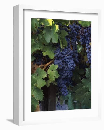 Cabernet Sauvignon Grapes in Vineyard, Wine Country, California, USA-null-Framed Photographic Print