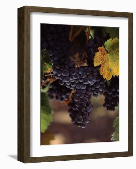 Cabernet Sauvignon Grapes in Vineyard, Wine Country, California, USA-null-Framed Photographic Print