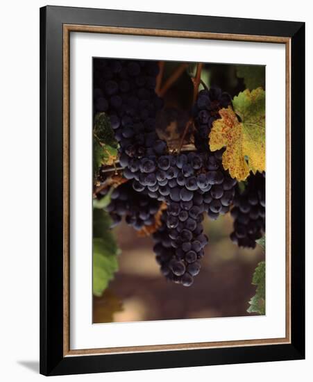 Cabernet Sauvignon Grapes in Vineyard, Wine Country, California, USA-null-Framed Photographic Print