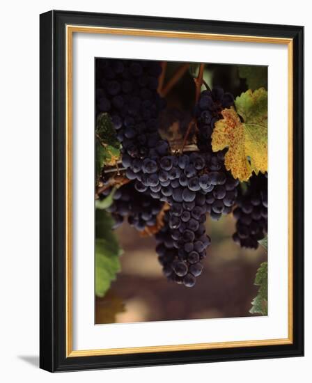 Cabernet Sauvignon Grapes in Vineyard, Wine Country, California, USA-null-Framed Photographic Print