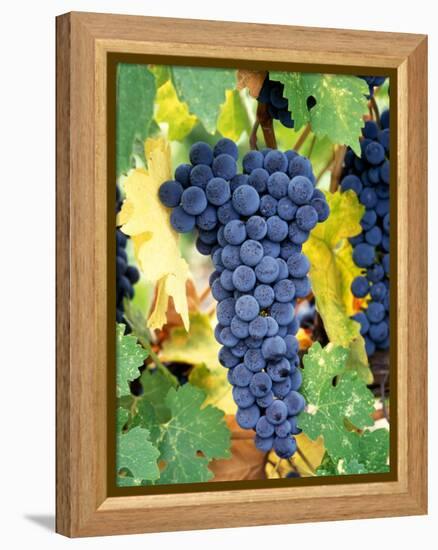 Cabernet Sauvignon Grapes, Napa Valley, California-Karen Muschenetz-Framed Premier Image Canvas