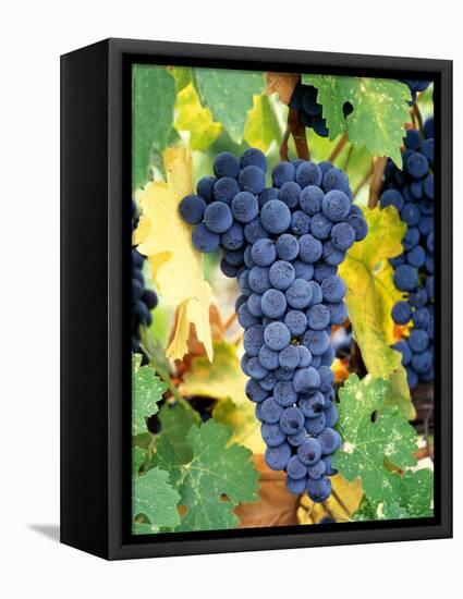 Cabernet Sauvignon Grapes, Napa Valley, California-Karen Muschenetz-Framed Premier Image Canvas