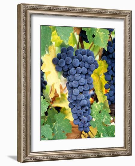 Cabernet Sauvignon Grapes, Napa Valley, California-Karen Muschenetz-Framed Photographic Print