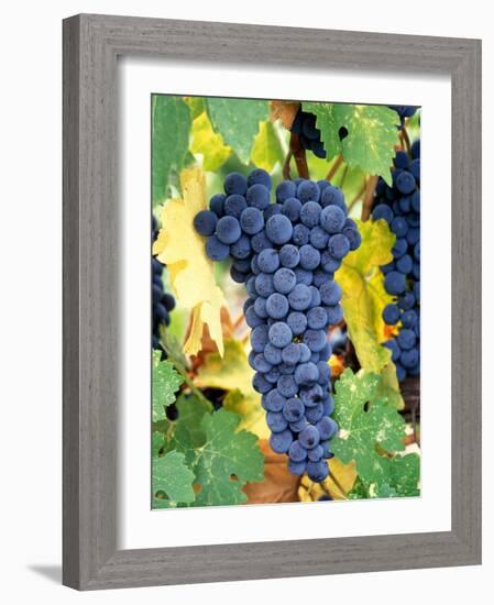 Cabernet Sauvignon Grapes, Napa Valley, California-Karen Muschenetz-Framed Photographic Print