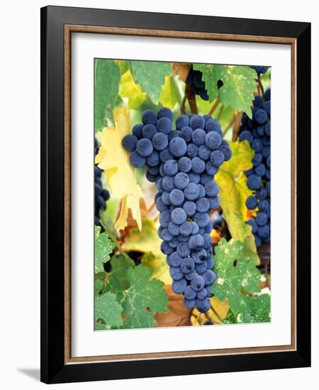 Cabernet Sauvignon Grapes, Napa Valley, California-Karen Muschenetz-Framed Photographic Print