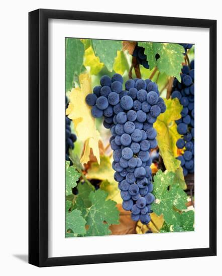 Cabernet Sauvignon Grapes, Napa Valley, California-Karen Muschenetz-Framed Photographic Print