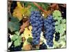 Cabernet Sauvignon Grapes, Napa Valley, California-Karen Muschenetz-Mounted Photographic Print