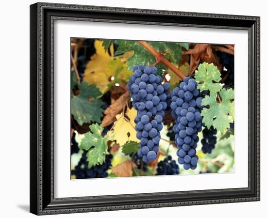 Cabernet Sauvignon Grapes, Napa Valley, California-Karen Muschenetz-Framed Photographic Print