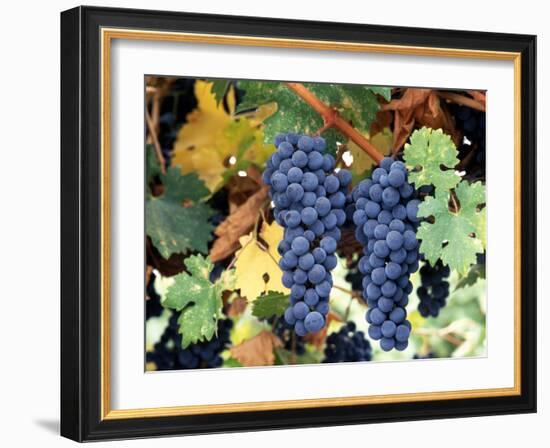 Cabernet Sauvignon Grapes, Napa Valley, California-Karen Muschenetz-Framed Photographic Print