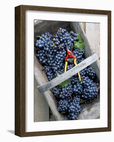 Cabernet Sauvignon Grapes, Pauillac-Medoc, Aquitaine, France-Michael Busselle-Framed Photographic Print