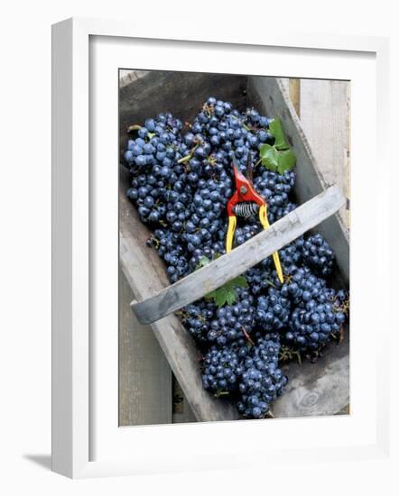 Cabernet Sauvignon Grapes, Pauillac-Medoc, Aquitaine, France-Michael Busselle-Framed Photographic Print