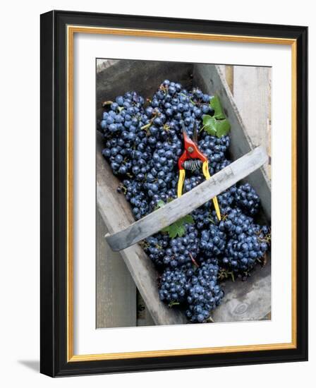 Cabernet Sauvignon Grapes, Pauillac-Medoc, Aquitaine, France-Michael Busselle-Framed Photographic Print