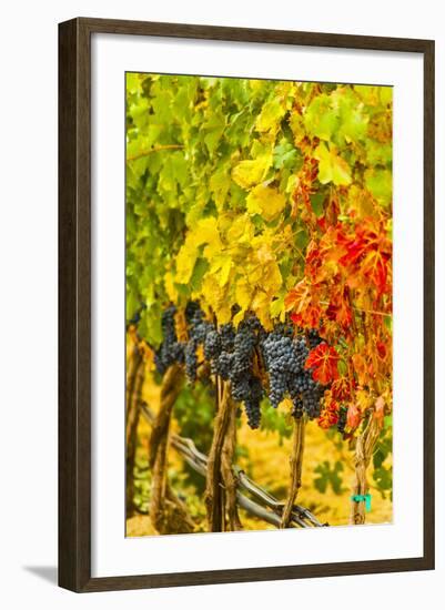 Cabernet Sauvignon Grapes Ready for Harvest, Washington, USA-Richard Duval-Framed Photographic Print