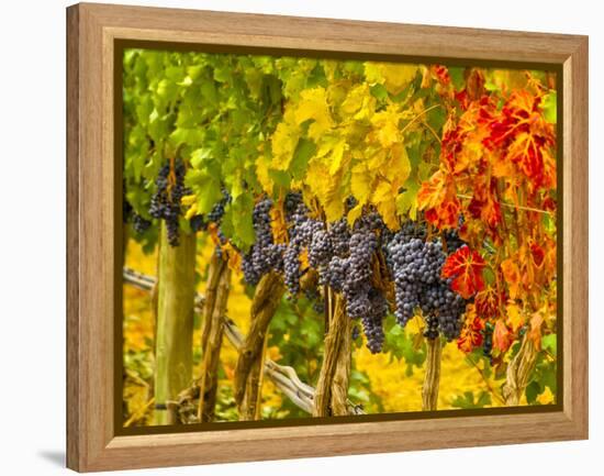 Cabernet Sauvignon Grapes Ready for Harvest, Washington, USA-Richard Duval-Framed Premier Image Canvas