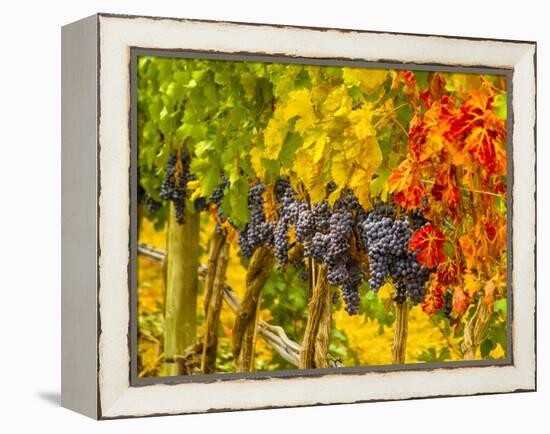 Cabernet Sauvignon Grapes Ready for Harvest, Washington, USA-Richard Duval-Framed Premier Image Canvas