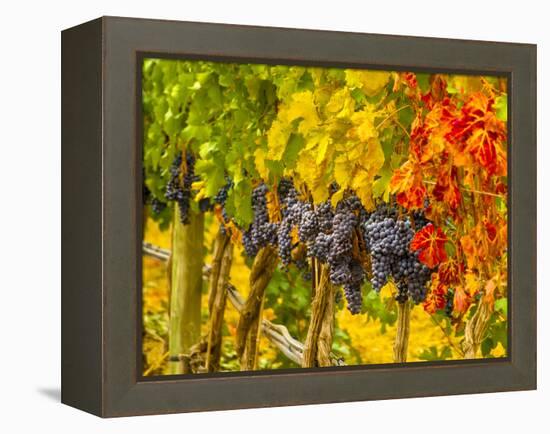 Cabernet Sauvignon Grapes Ready for Harvest, Washington, USA-Richard Duval-Framed Premier Image Canvas