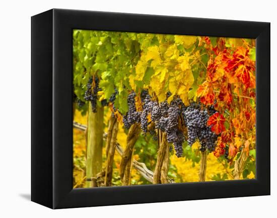 Cabernet Sauvignon Grapes Ready for Harvest, Washington, USA-Richard Duval-Framed Premier Image Canvas