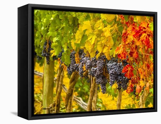 Cabernet Sauvignon Grapes Ready for Harvest, Washington, USA-Richard Duval-Framed Premier Image Canvas