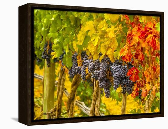 Cabernet Sauvignon Grapes Ready for Harvest, Washington, USA-Richard Duval-Framed Premier Image Canvas