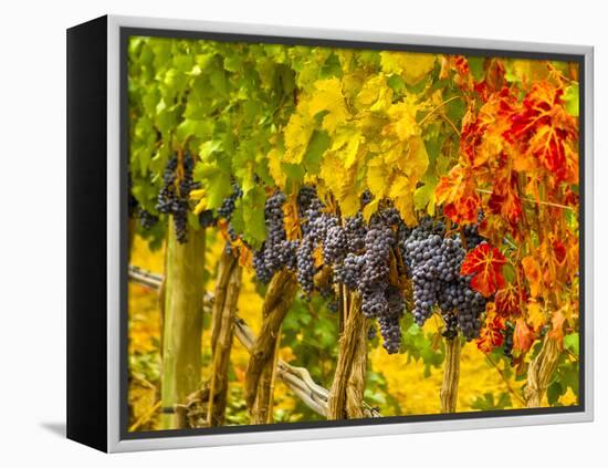 Cabernet Sauvignon Grapes Ready for Harvest, Washington, USA-Richard Duval-Framed Premier Image Canvas