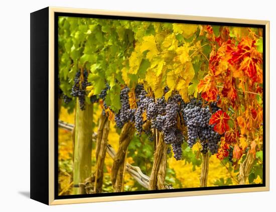 Cabernet Sauvignon Grapes Ready for Harvest, Washington, USA-Richard Duval-Framed Premier Image Canvas