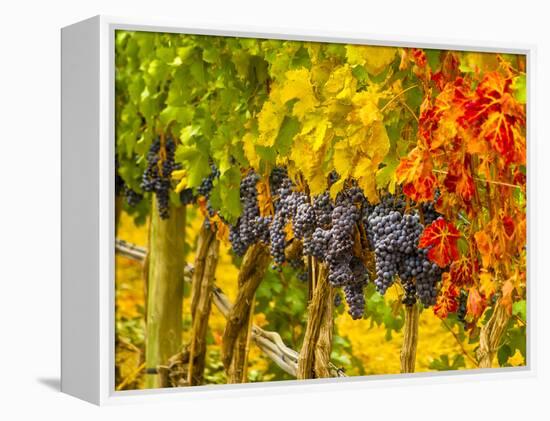 Cabernet Sauvignon Grapes Ready for Harvest, Washington, USA-Richard Duval-Framed Premier Image Canvas