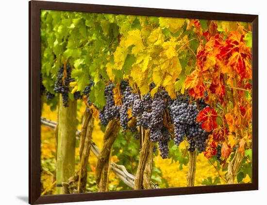 Cabernet Sauvignon Grapes Ready for Harvest, Washington, USA-Richard Duval-Framed Photographic Print