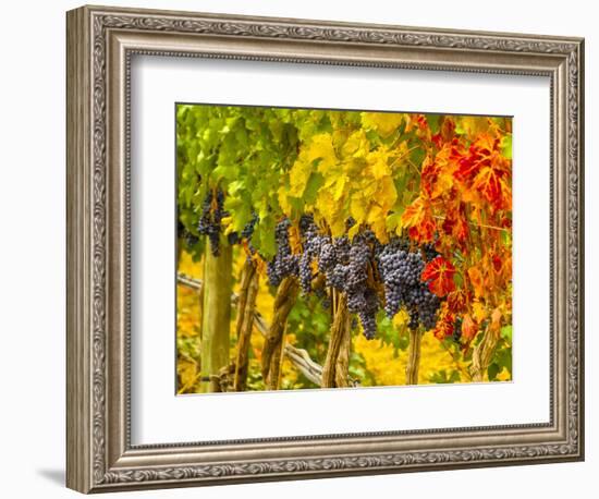 Cabernet Sauvignon Grapes Ready for Harvest, Washington, USA-Richard Duval-Framed Photographic Print