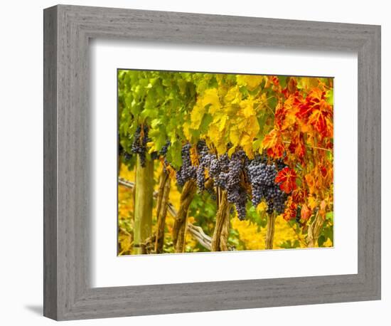 Cabernet Sauvignon Grapes Ready for Harvest, Washington, USA-Richard Duval-Framed Photographic Print