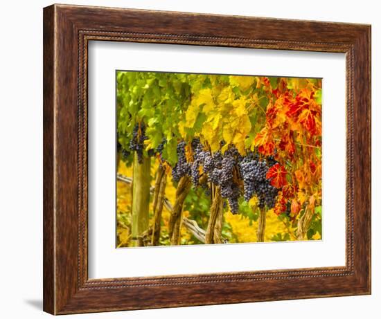 Cabernet Sauvignon Grapes Ready for Harvest, Washington, USA-Richard Duval-Framed Photographic Print