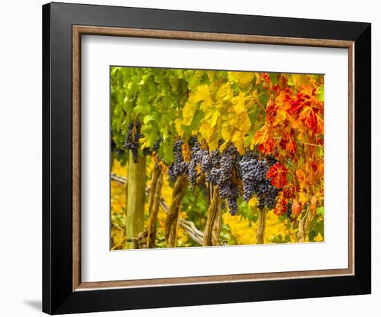 Cabernet Sauvignon Grapes Ready for Harvest, Washington, USA-Richard Duval-Framed Photographic Print