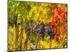 Cabernet Sauvignon Grapes Ready for Harvest, Washington, USA-Richard Duval-Mounted Photographic Print