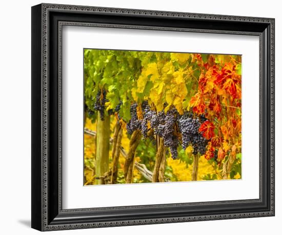 Cabernet Sauvignon Grapes Ready for Harvest, Washington, USA-Richard Duval-Framed Photographic Print