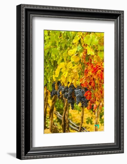 Cabernet Sauvignon Grapes Ready for Harvest, Washington, USA-Richard Duval-Framed Photographic Print