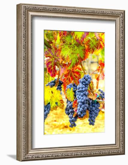 Cabernet Sauvignon Grapes Ready for Harvest, Washington, USA-Richard Duval-Framed Photographic Print