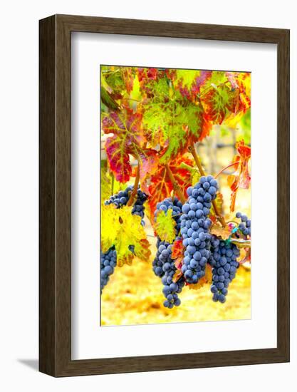 Cabernet Sauvignon Grapes Ready for Harvest, Washington, USA-Richard Duval-Framed Photographic Print