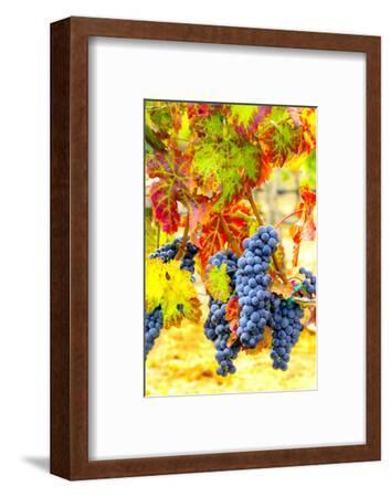 Cabernet Sauvignon Grapes Ready For Harvest Washington USA cabernet-sauvignon-grapes-ready-for-harvest-washington-usa