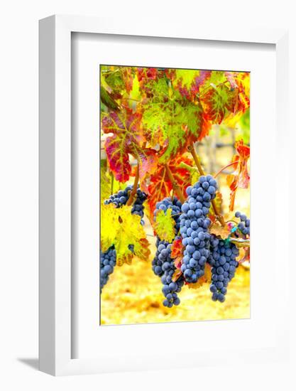 Cabernet Sauvignon Grapes Ready for Harvest, Washington, USA-Richard Duval-Framed Photographic Print