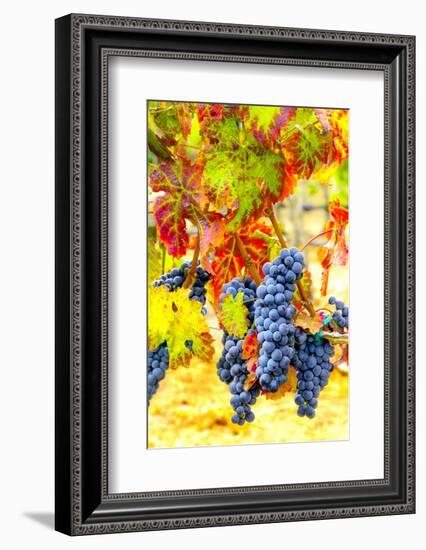 Cabernet Sauvignon Grapes Ready for Harvest, Washington, USA-Richard Duval-Framed Photographic Print