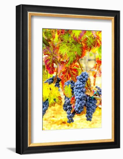 Cabernet Sauvignon Grapes Ready for Harvest, Washington, USA-Richard Duval-Framed Photographic Print