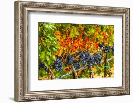 Cabernet Sauvignon Grapes Ready for Harvest, Washington, USA-Richard Duval-Framed Photographic Print