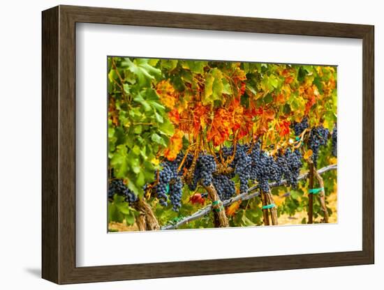 Cabernet Sauvignon Grapes Ready for Harvest, Washington, USA-Richard Duval-Framed Photographic Print