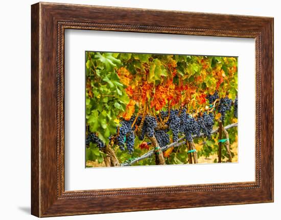 Cabernet Sauvignon Grapes Ready for Harvest, Washington, USA-Richard Duval-Framed Photographic Print