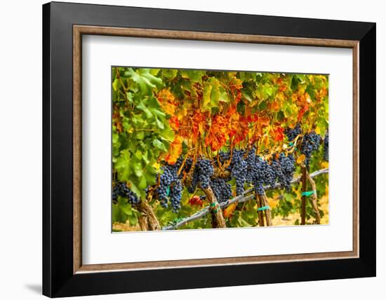 Cabernet Sauvignon Grapes Ready for Harvest, Washington, USA-Richard Duval-Framed Photographic Print